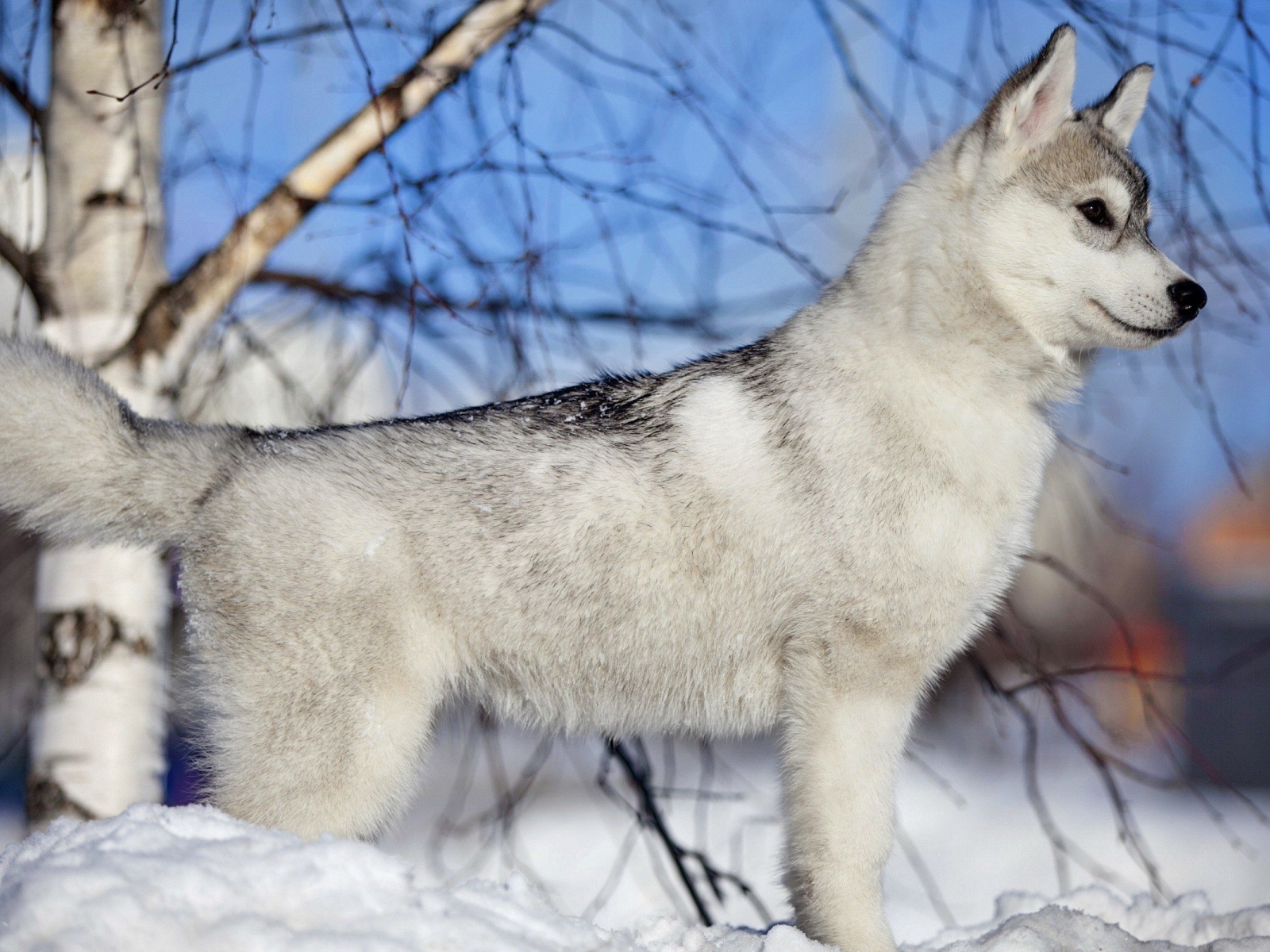 Лайка у березы