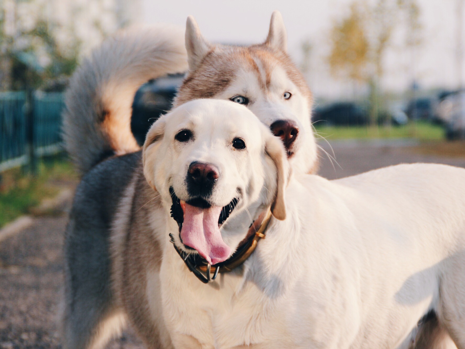Лайка с ретривером на улице