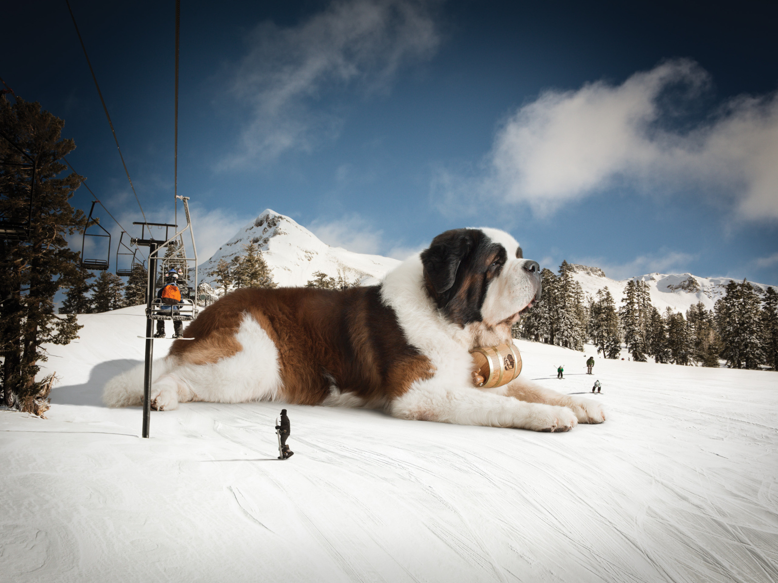 Большой сенбернар у подъемника