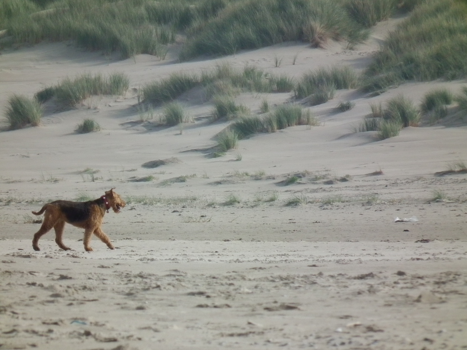 Одинокий эрдельтерьер в пустыне