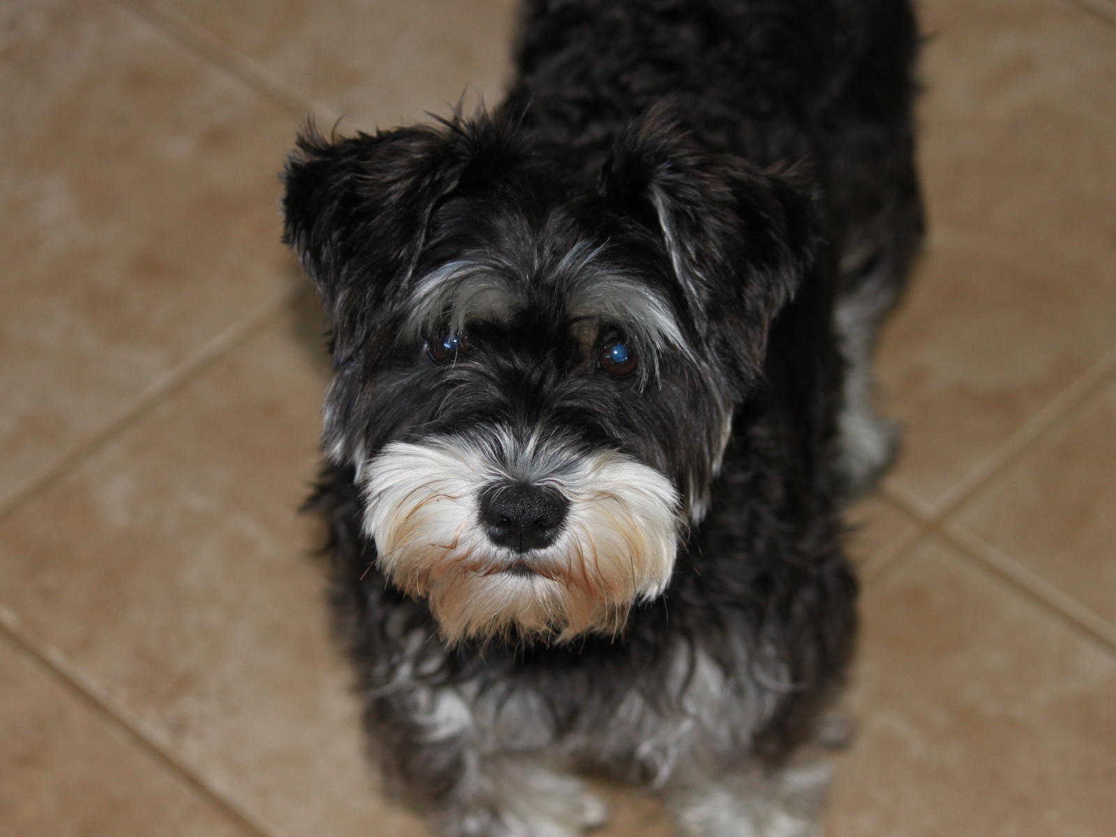 Взгляд маленького шнауцера