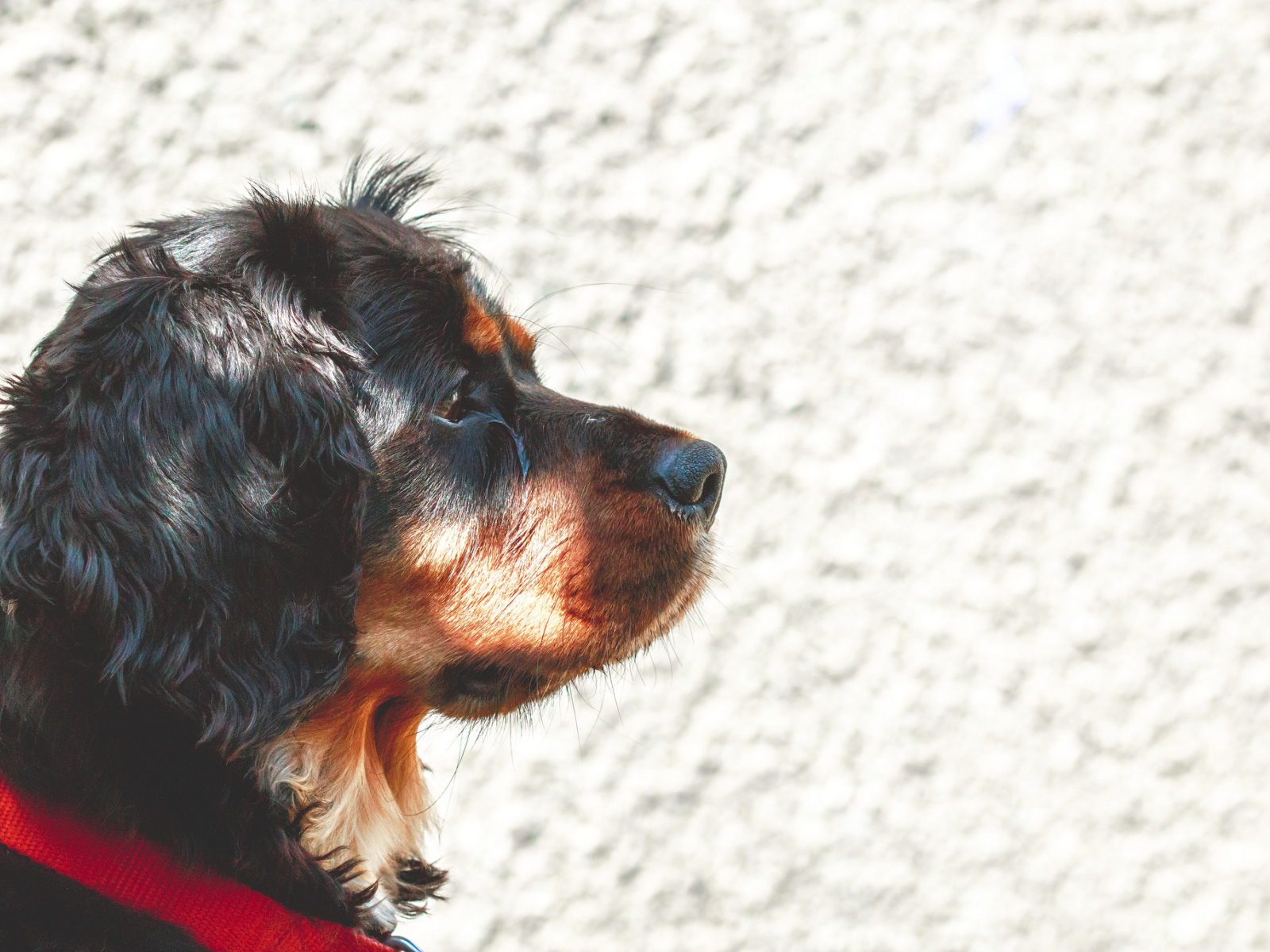 Мордочка кавалер кинг чарльз спаниеля