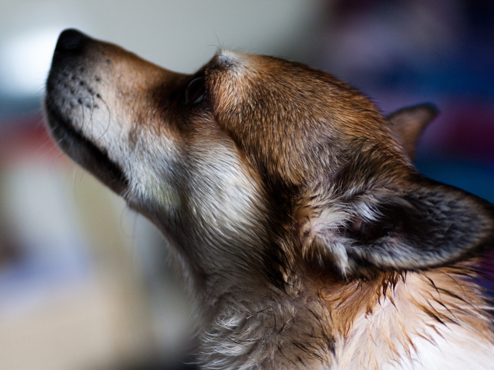 Мордочка норвежского лундехунда