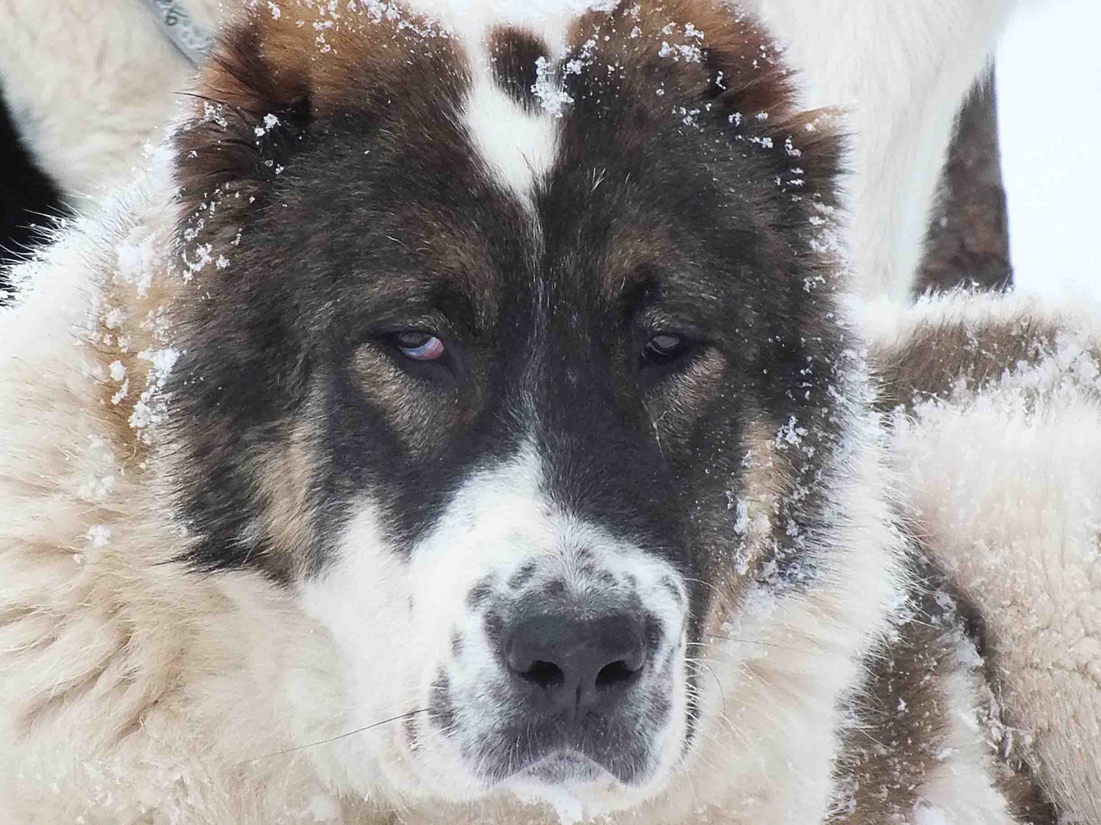 Морда алабая в снегу