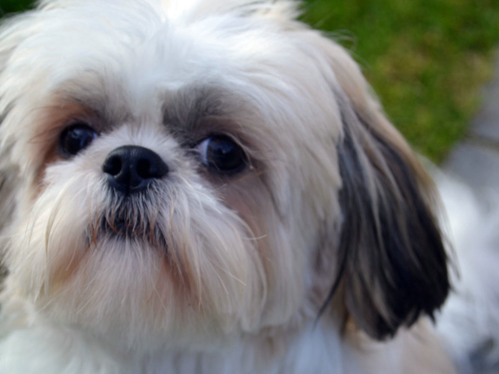 Морда белого шитцу