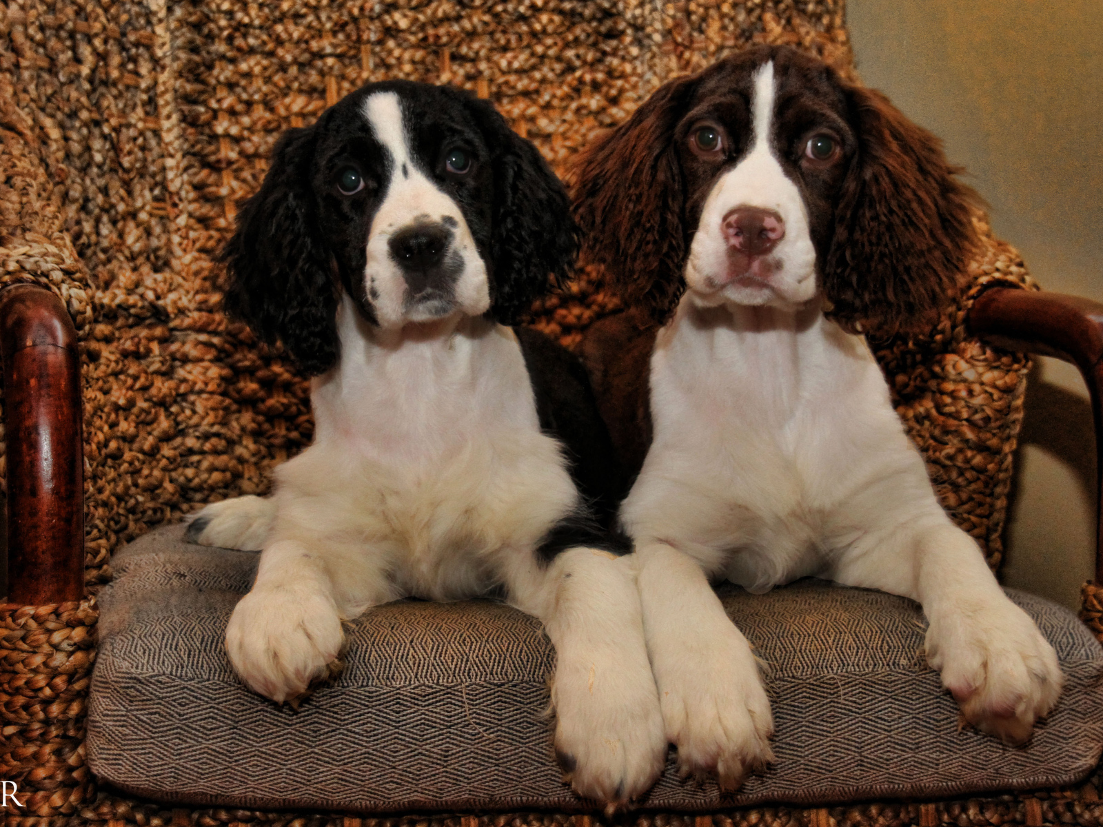 Благородные собаки английский спрингер спаниель