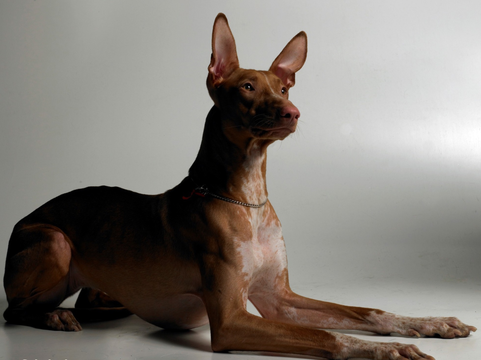 Благородная фараонова собака