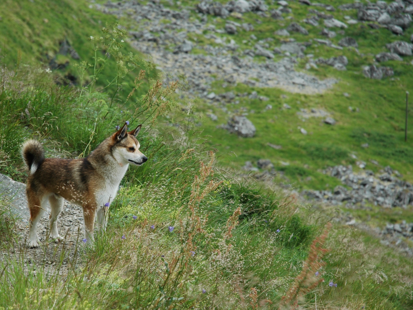 Норвежский лундехунд в горах