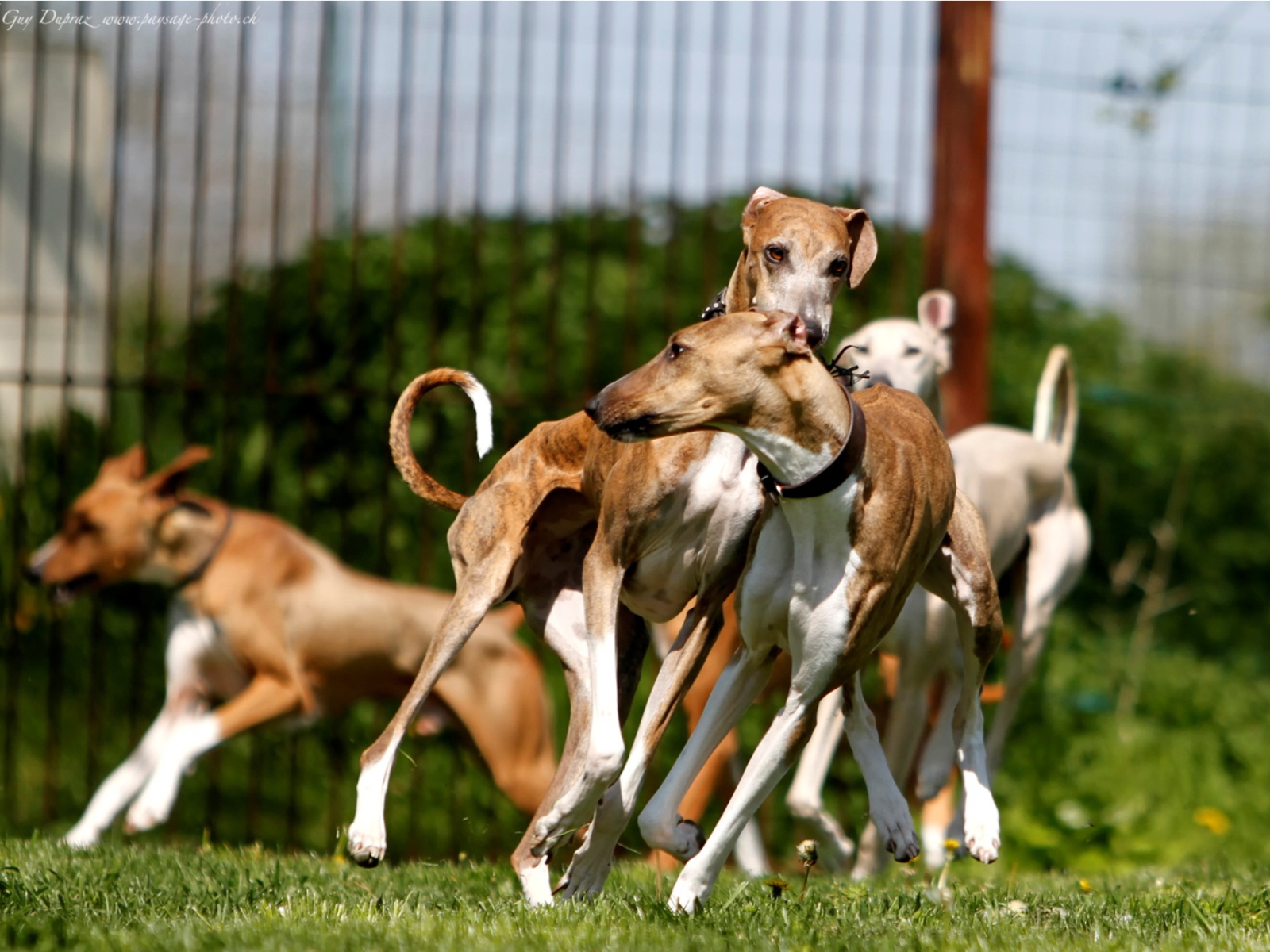 Стая собак азавак
