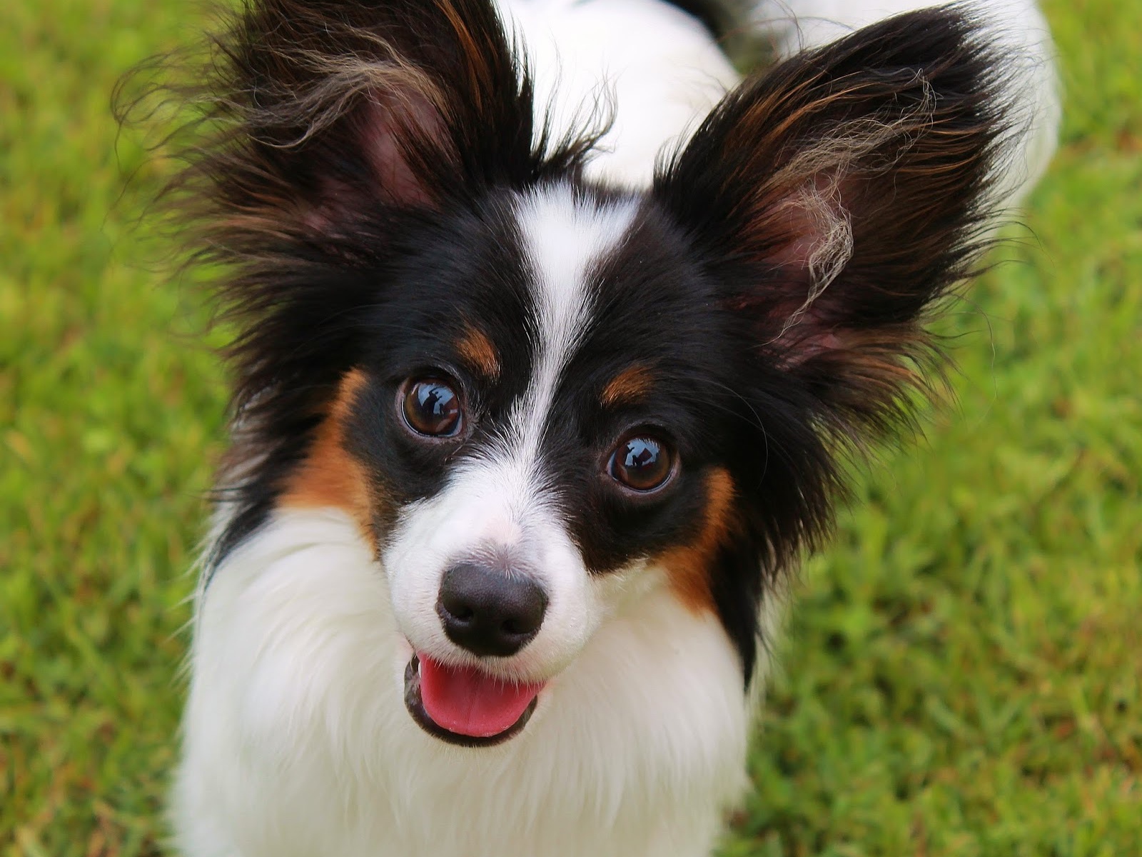 Папильон французская порода собак