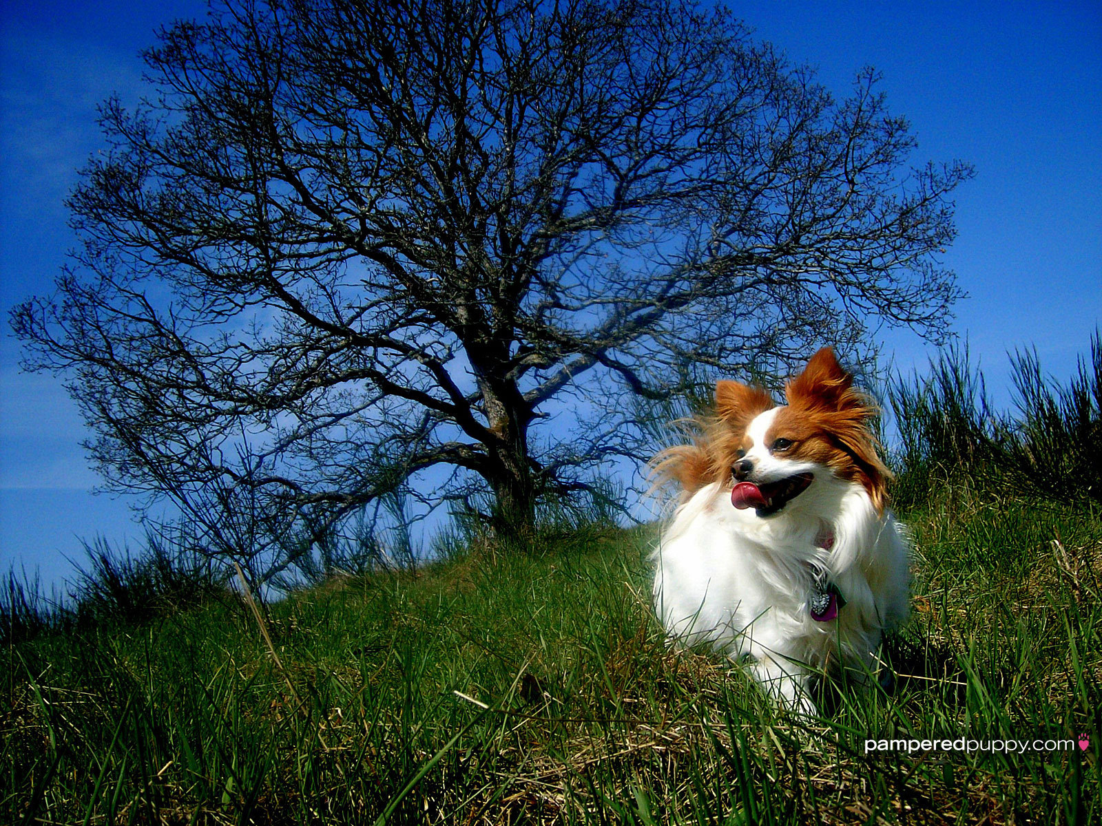 Папильон играет у дерева