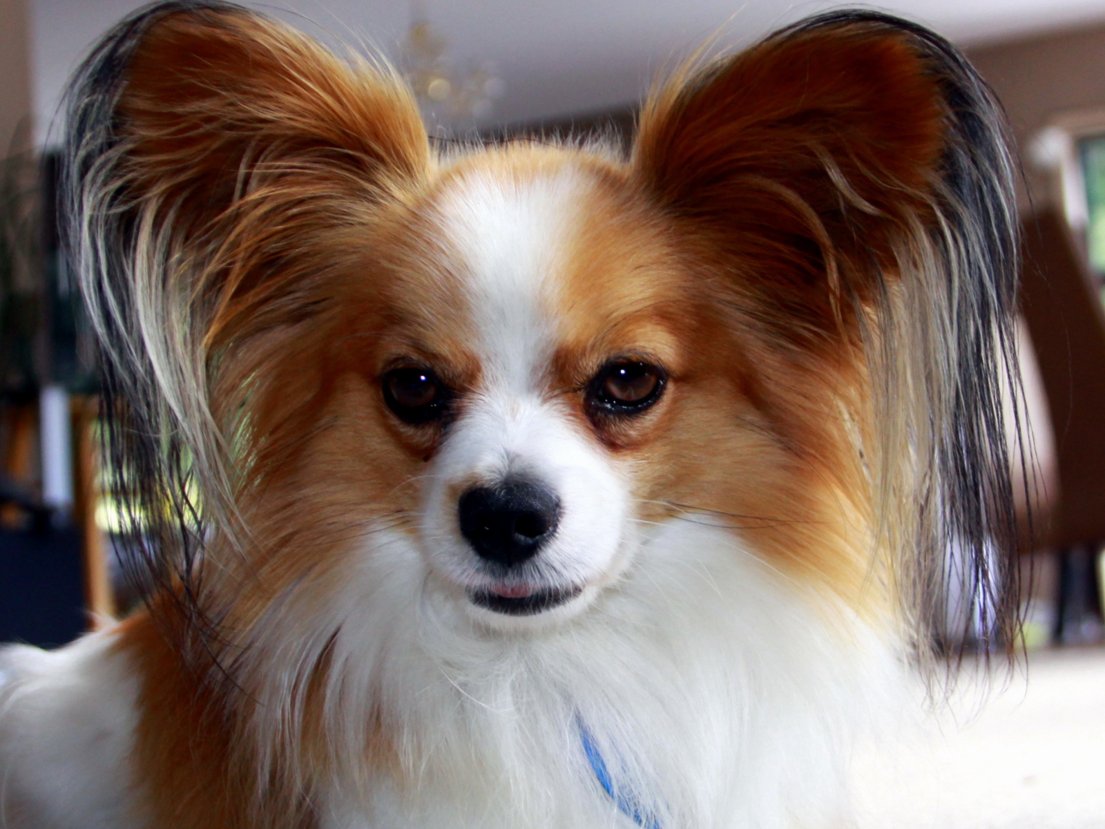 Папильон с мохнатыми ушами