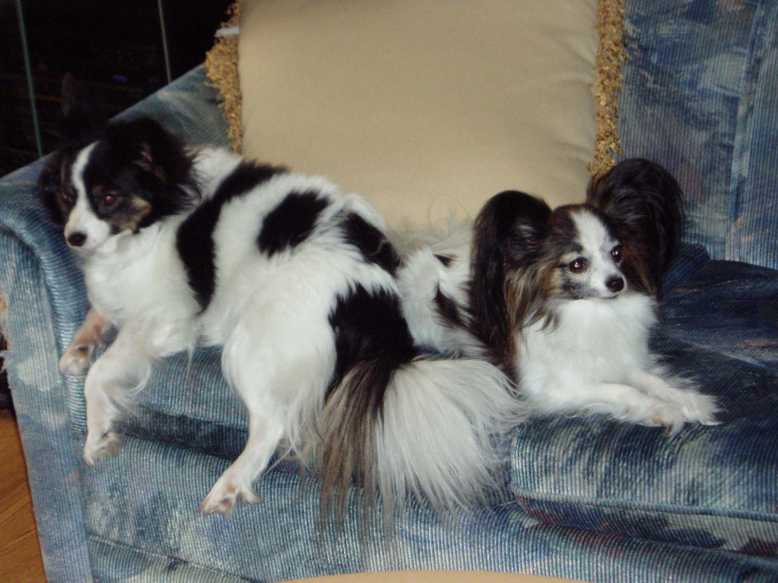 Пара папильонов на кресле