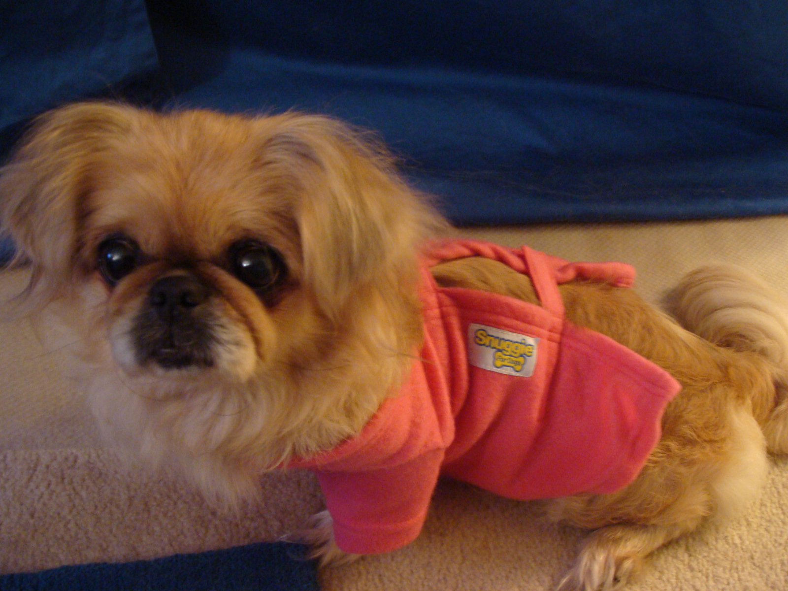 Пекинес в розовой кофте