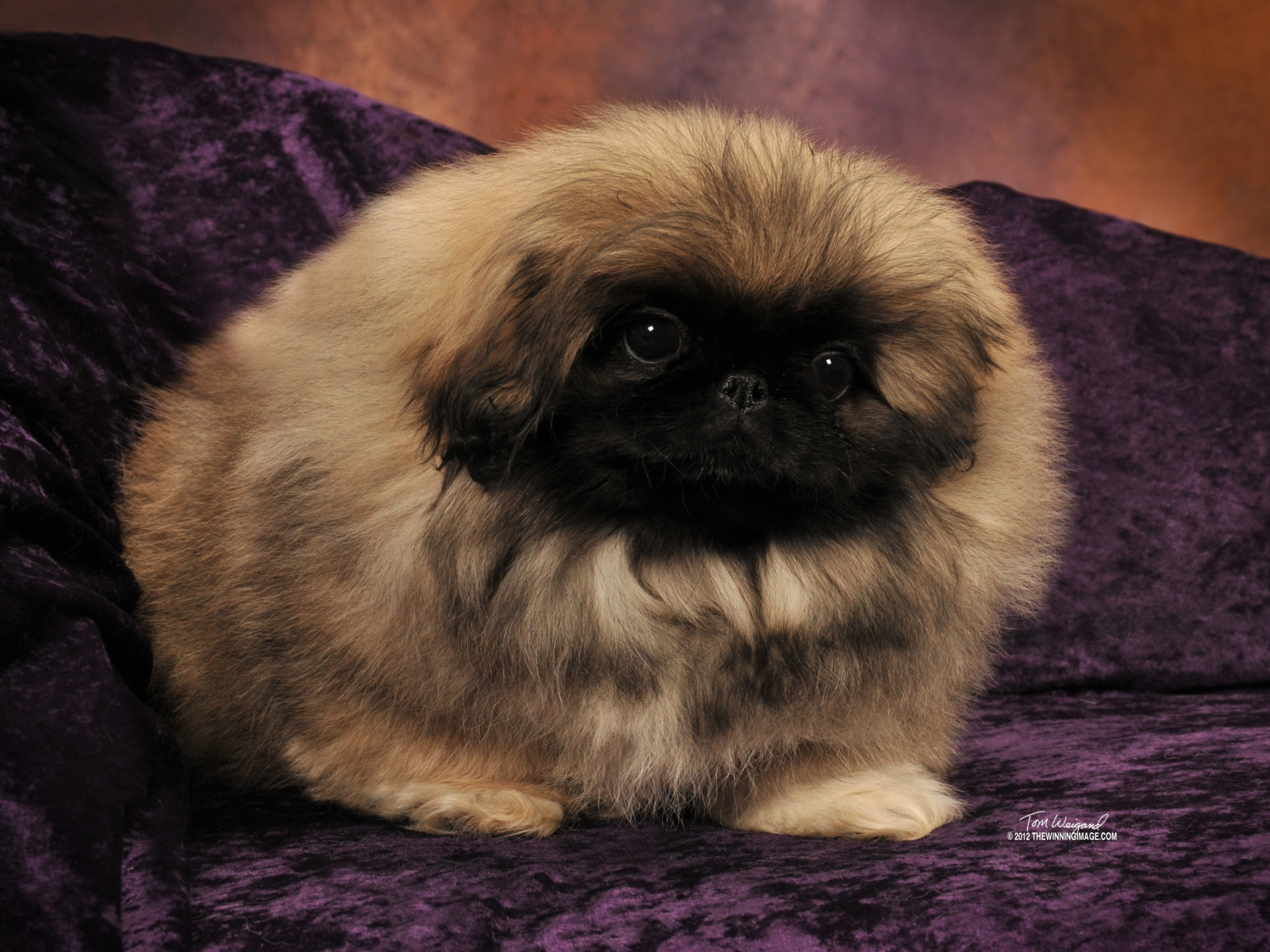 Пекинес на сиреневом диване