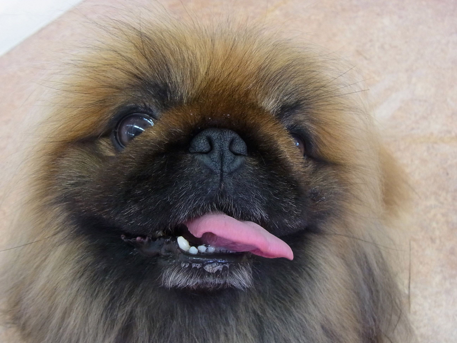 Пекинес показывает зубы