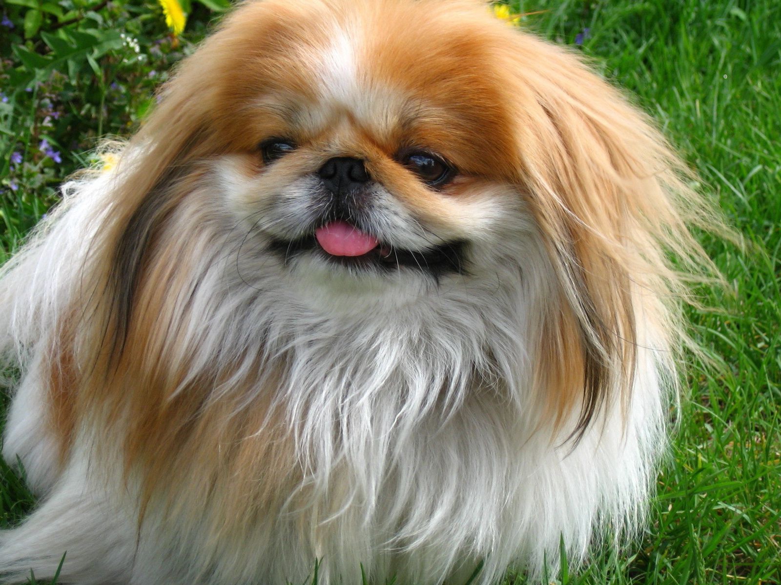 Пекинес гуляет в саду