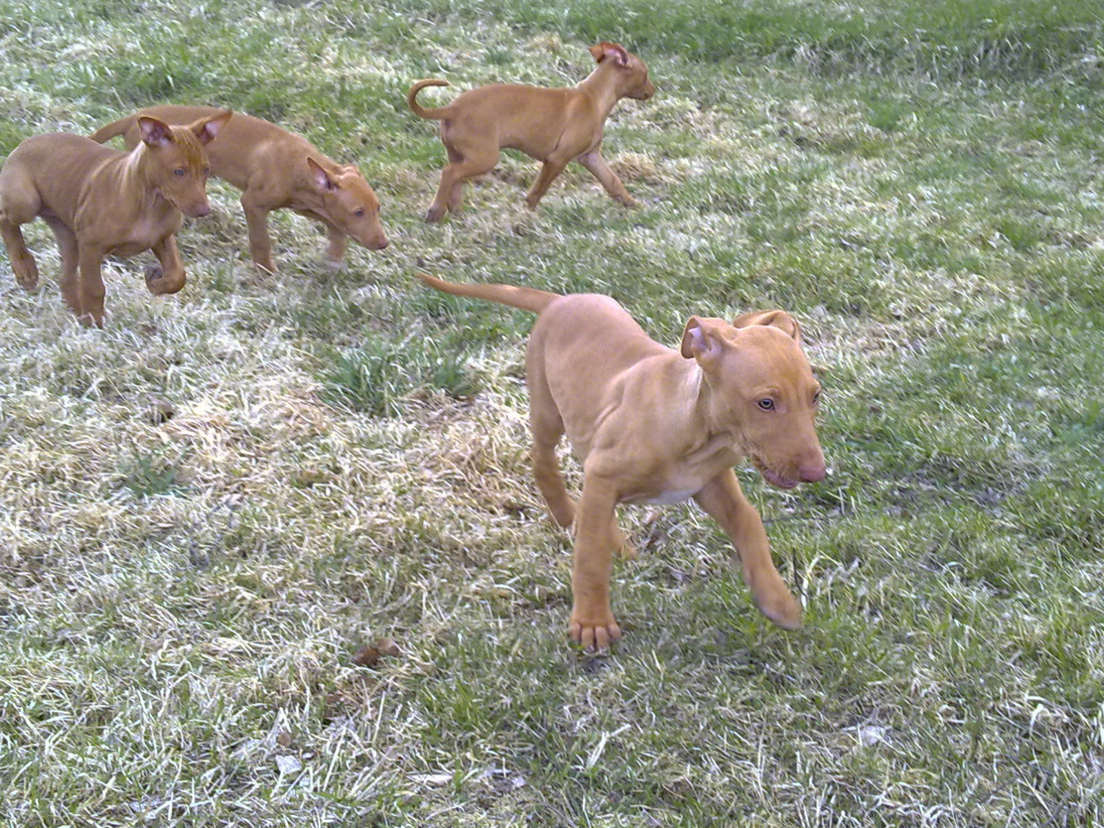 Щенки фараоновой собаки