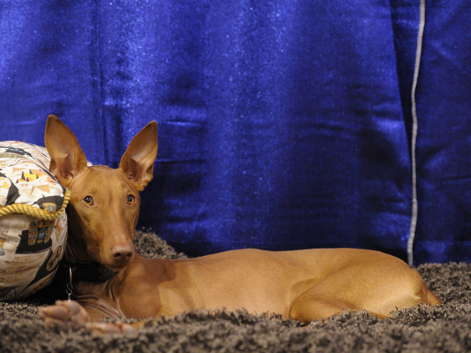 Фараонова собака фотомодель