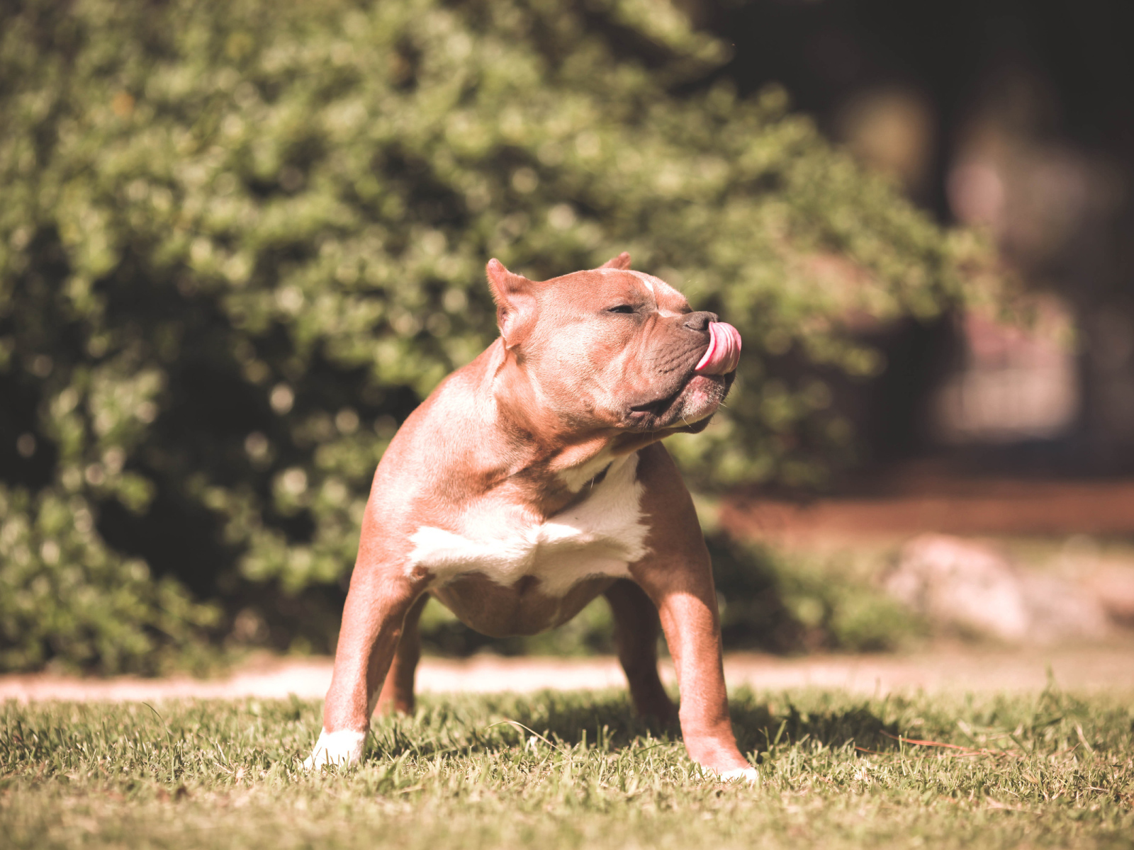 Питбуль облизывает нос