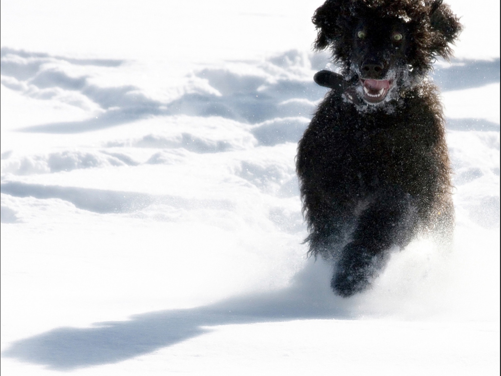 Игривый ирландский водяной спаниель