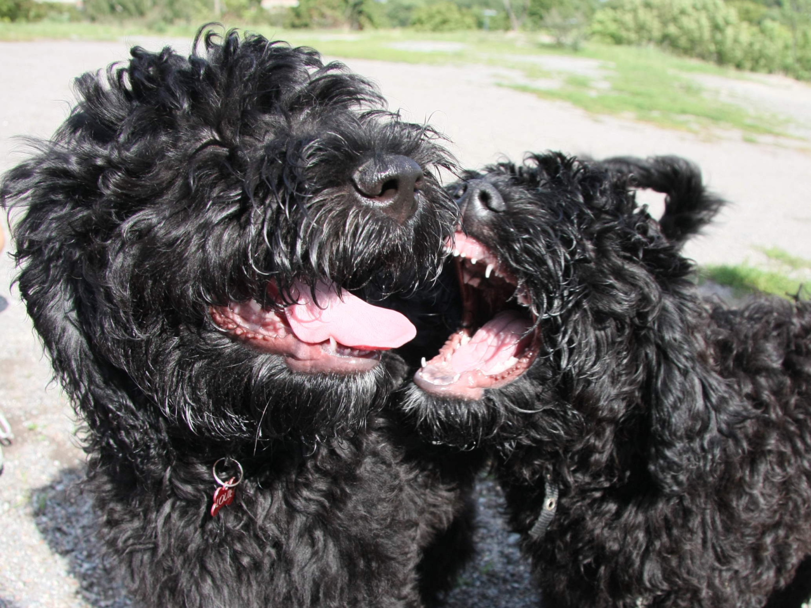 Игривые собаки барбет