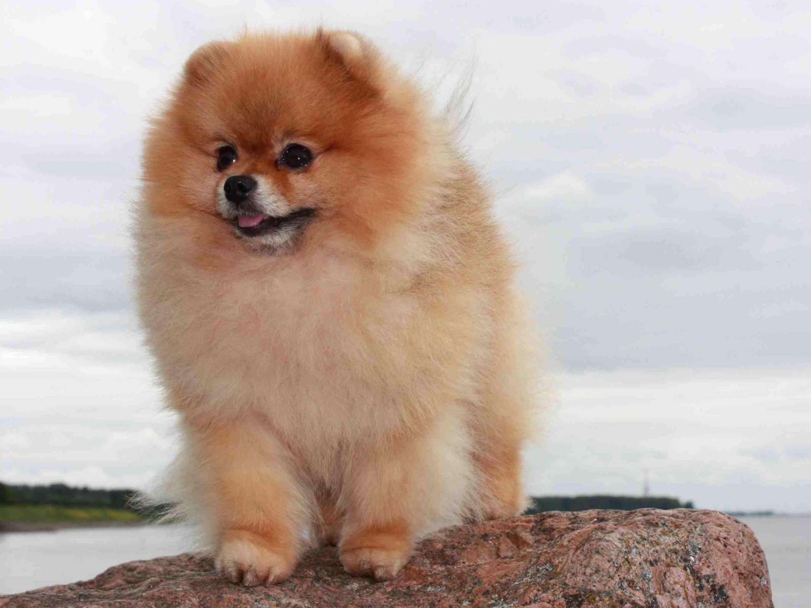 Померанский шпиц на камне