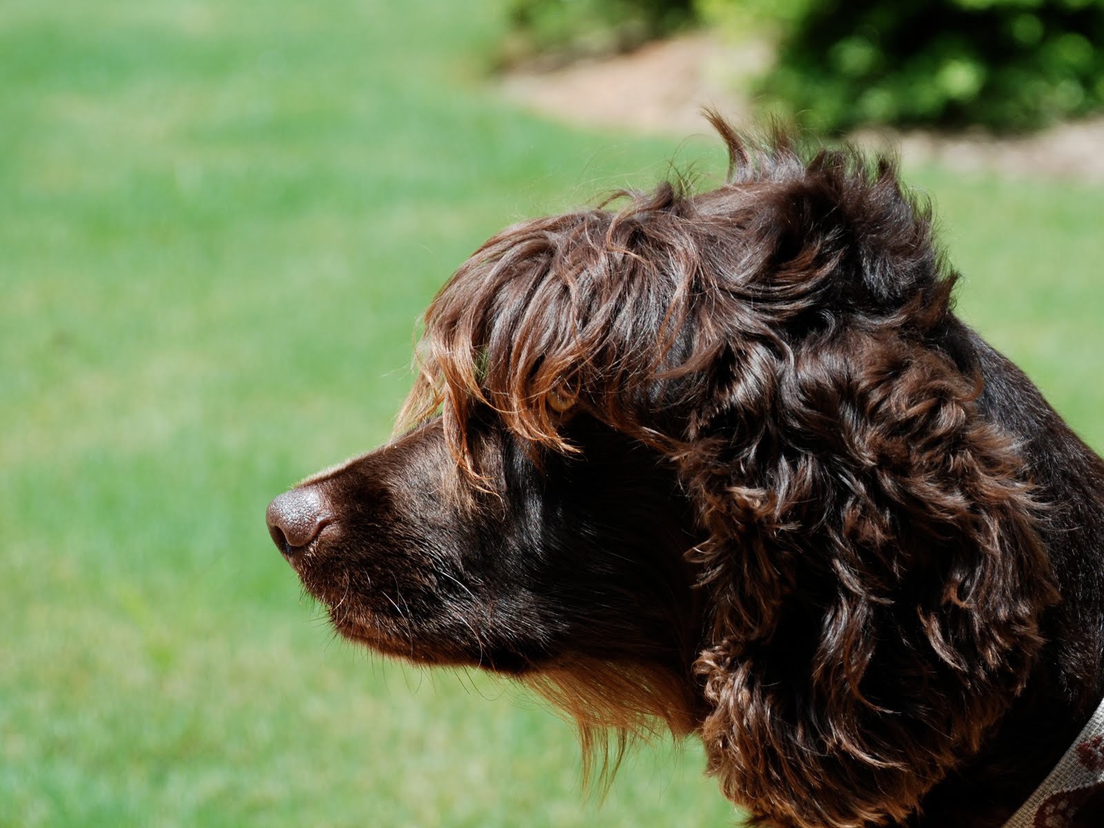 Пудель на фоне травы