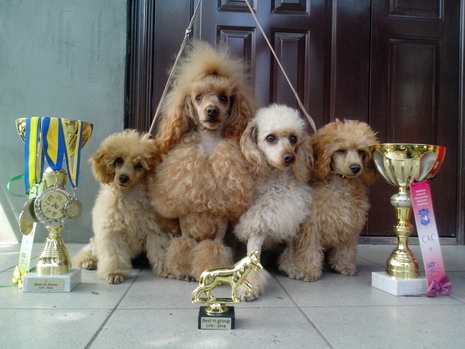 Пудели с наградами
