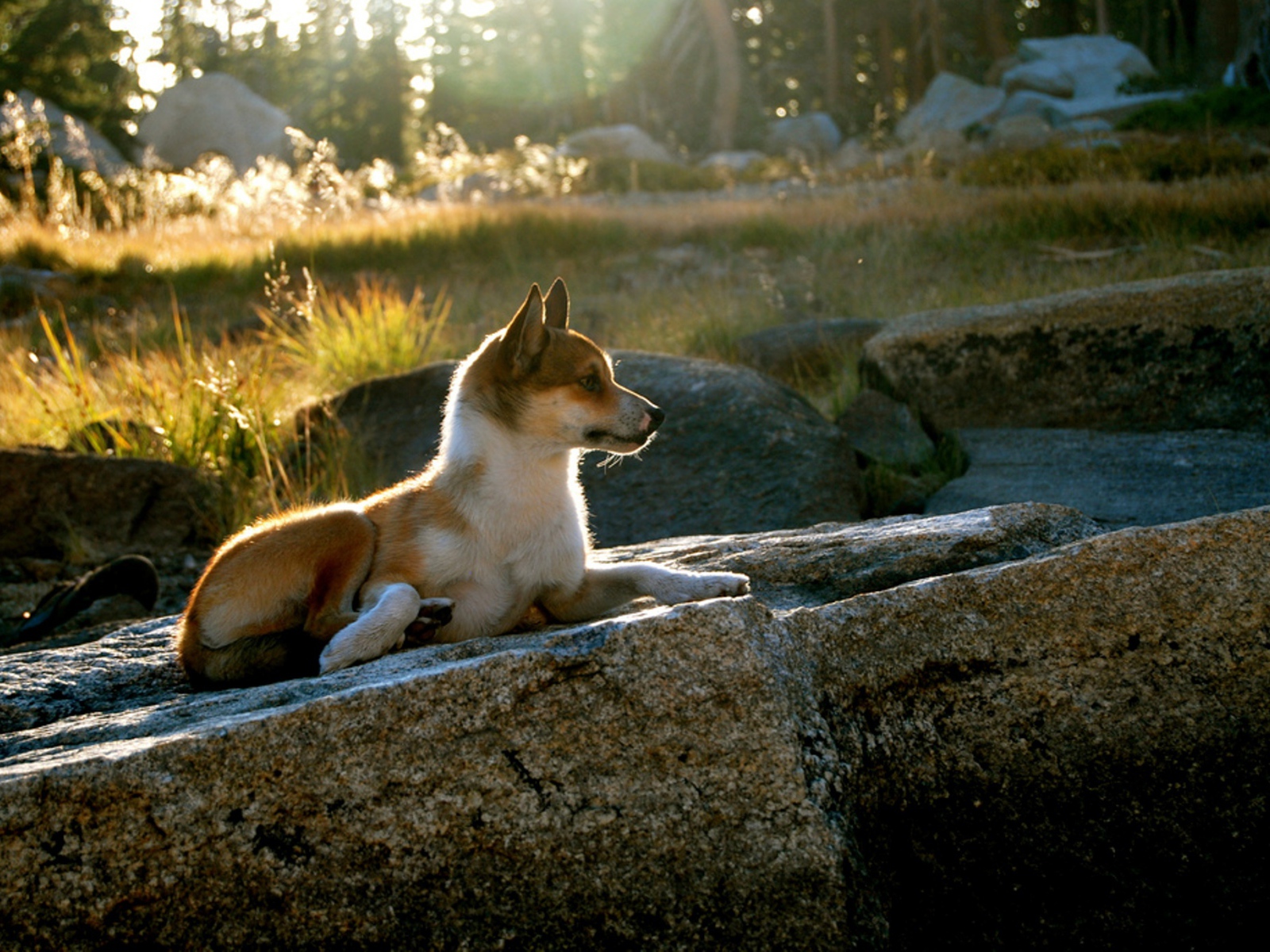 Гордый норвежский лундехунд
