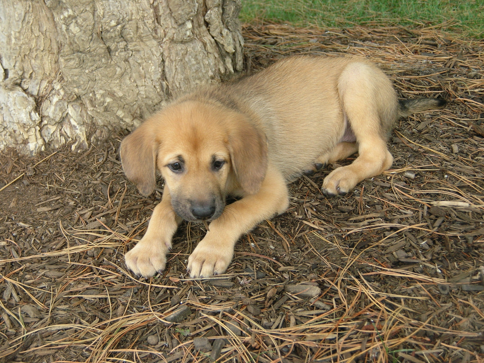 Щенок собаки чинук