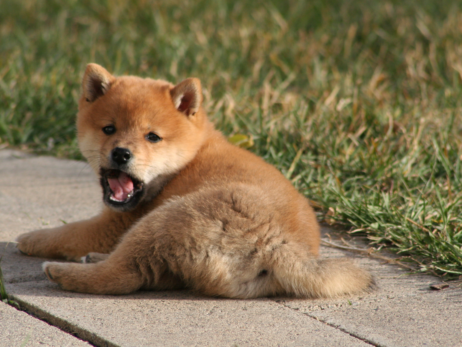 Щенок зевает