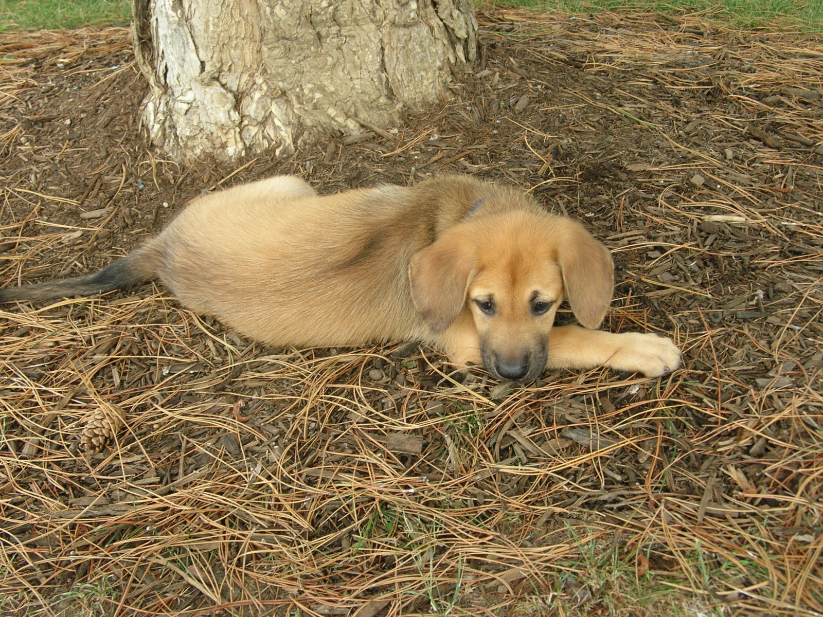 Породистый щенок чинук