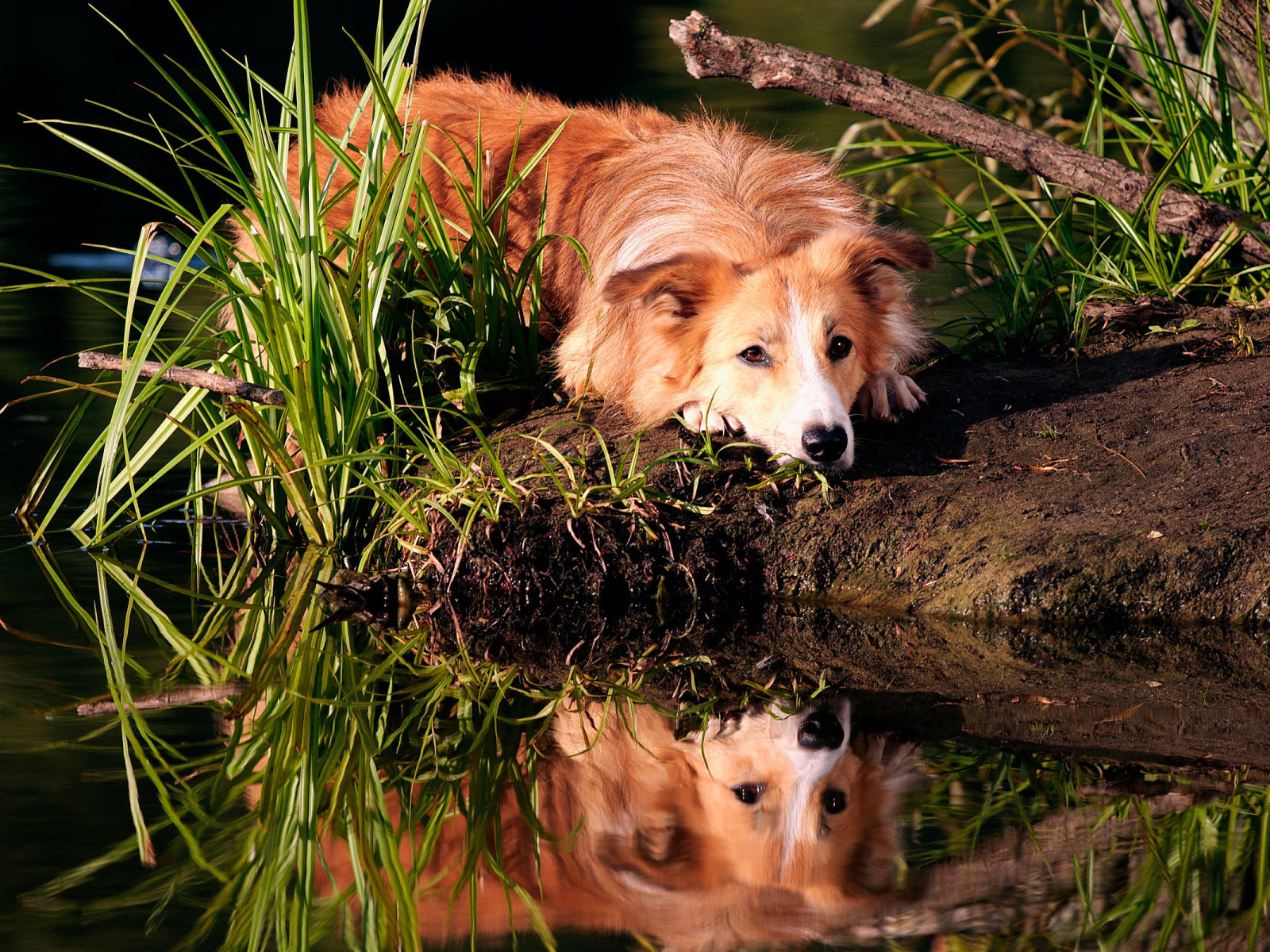 Redhead collie resting on the shore