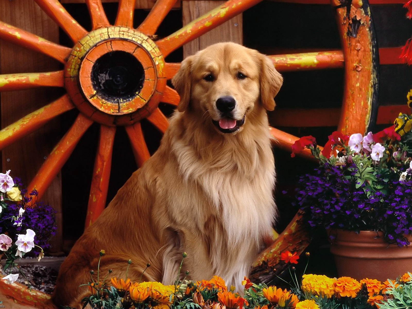 Ретривер возле колеса