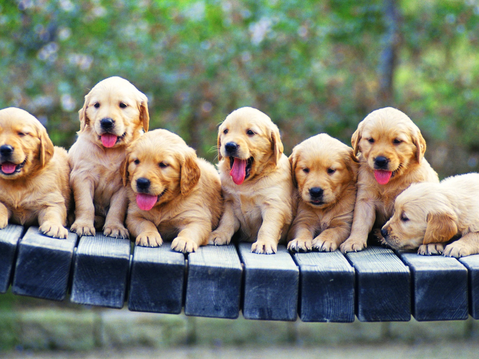 Щенки ретривера на лавке