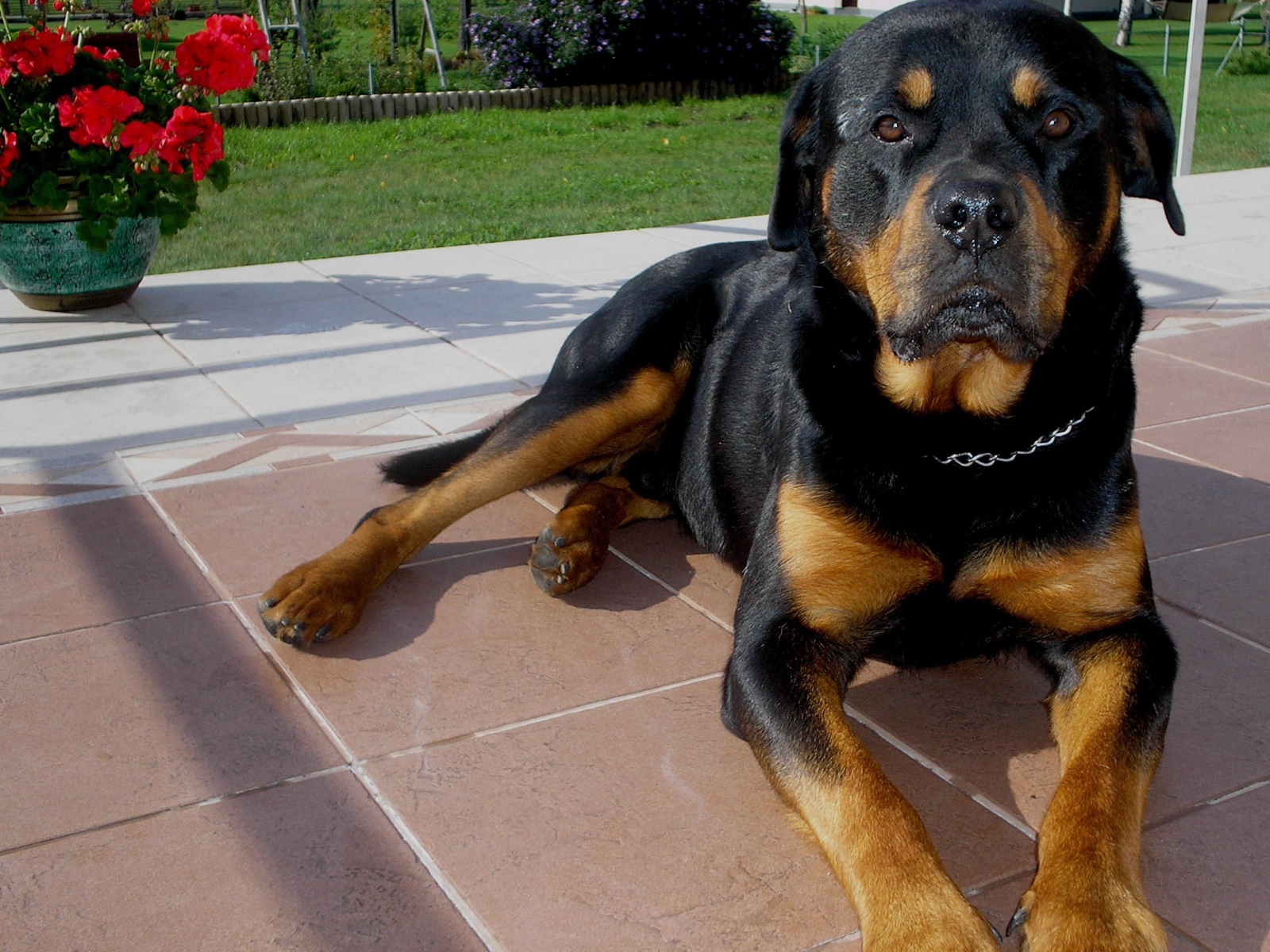 Ротвейлер лежит на крыльце
