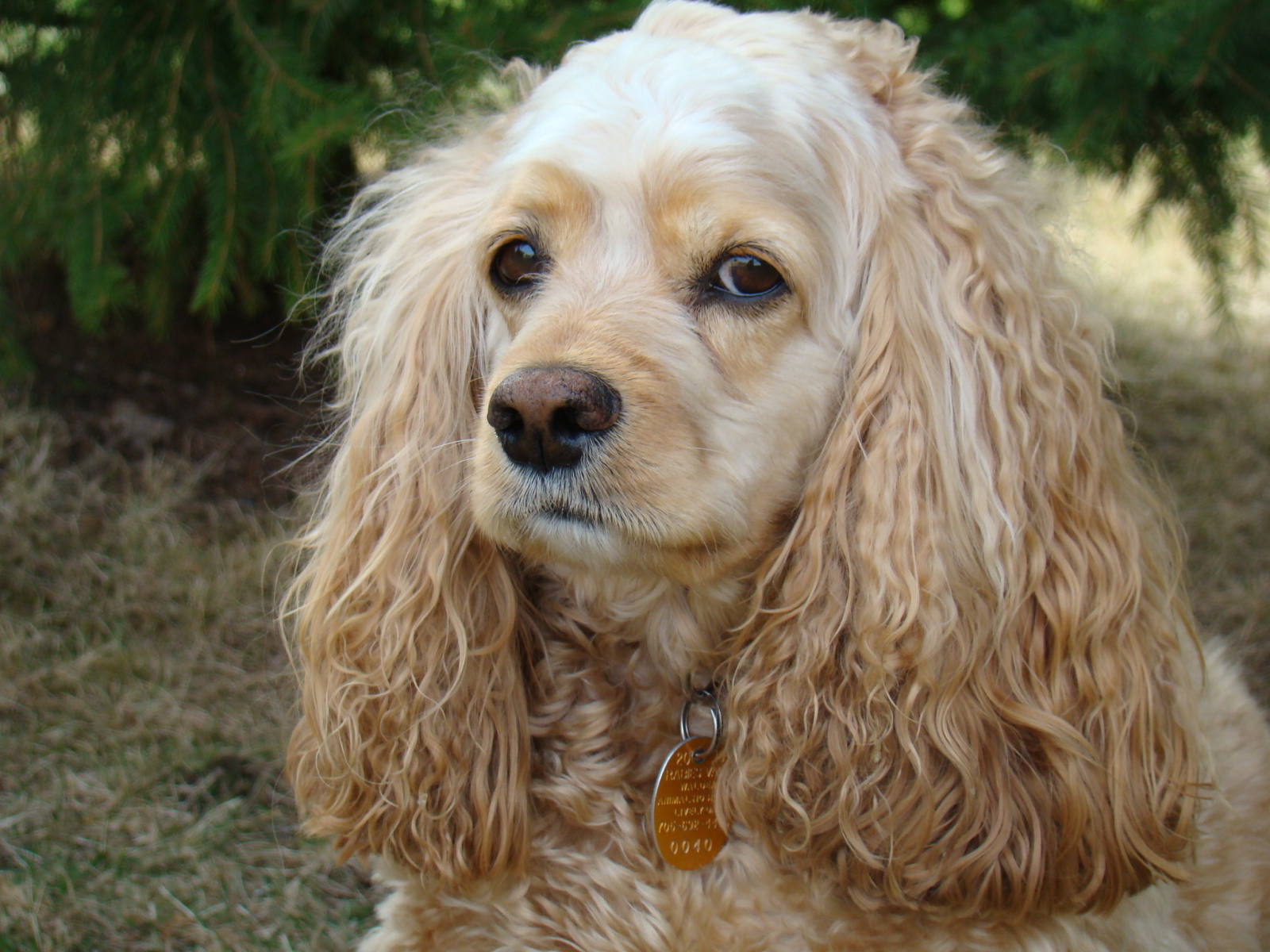 Грустный американский кокер спаниель