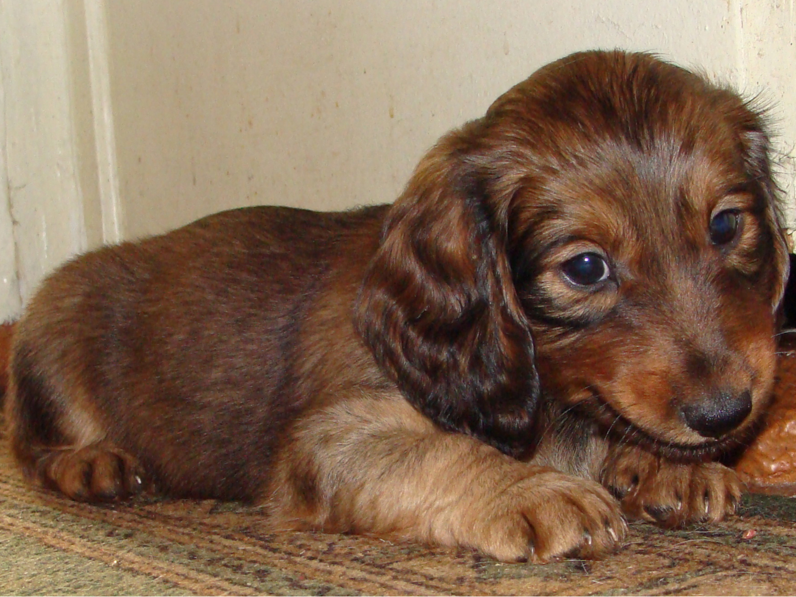 Грустный щенок таксы