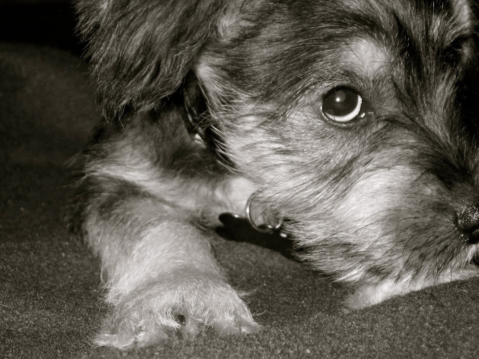 Грустная собака шнауцер