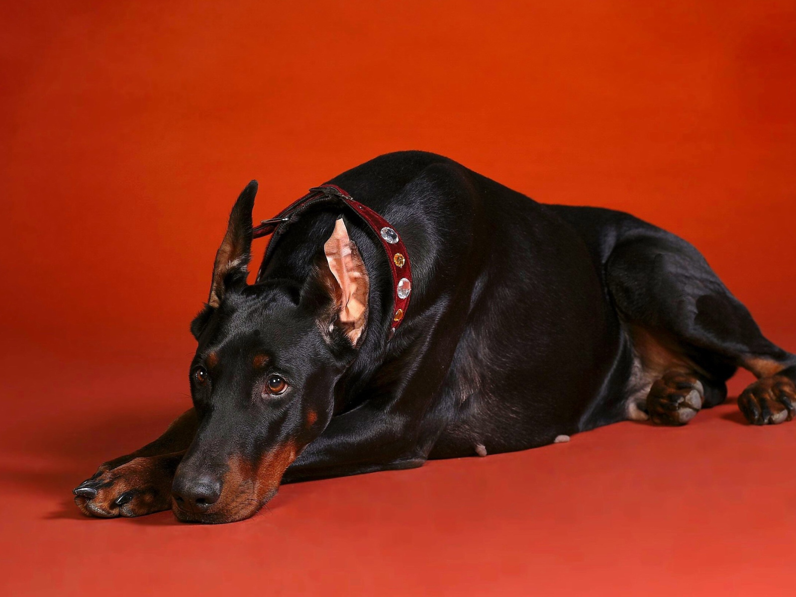 Грустный взгляд добермана