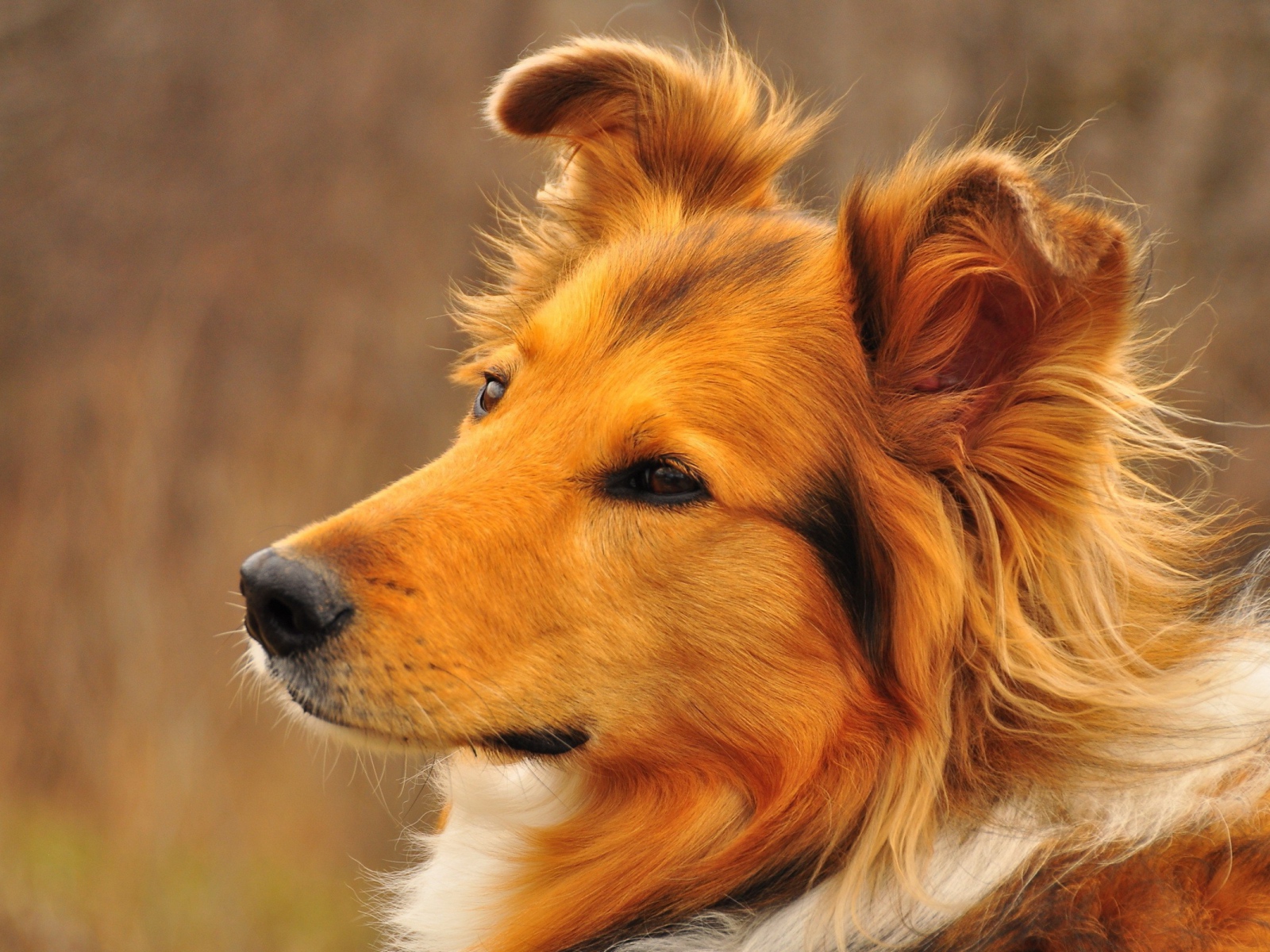 Грустный взгляд рыжей колли