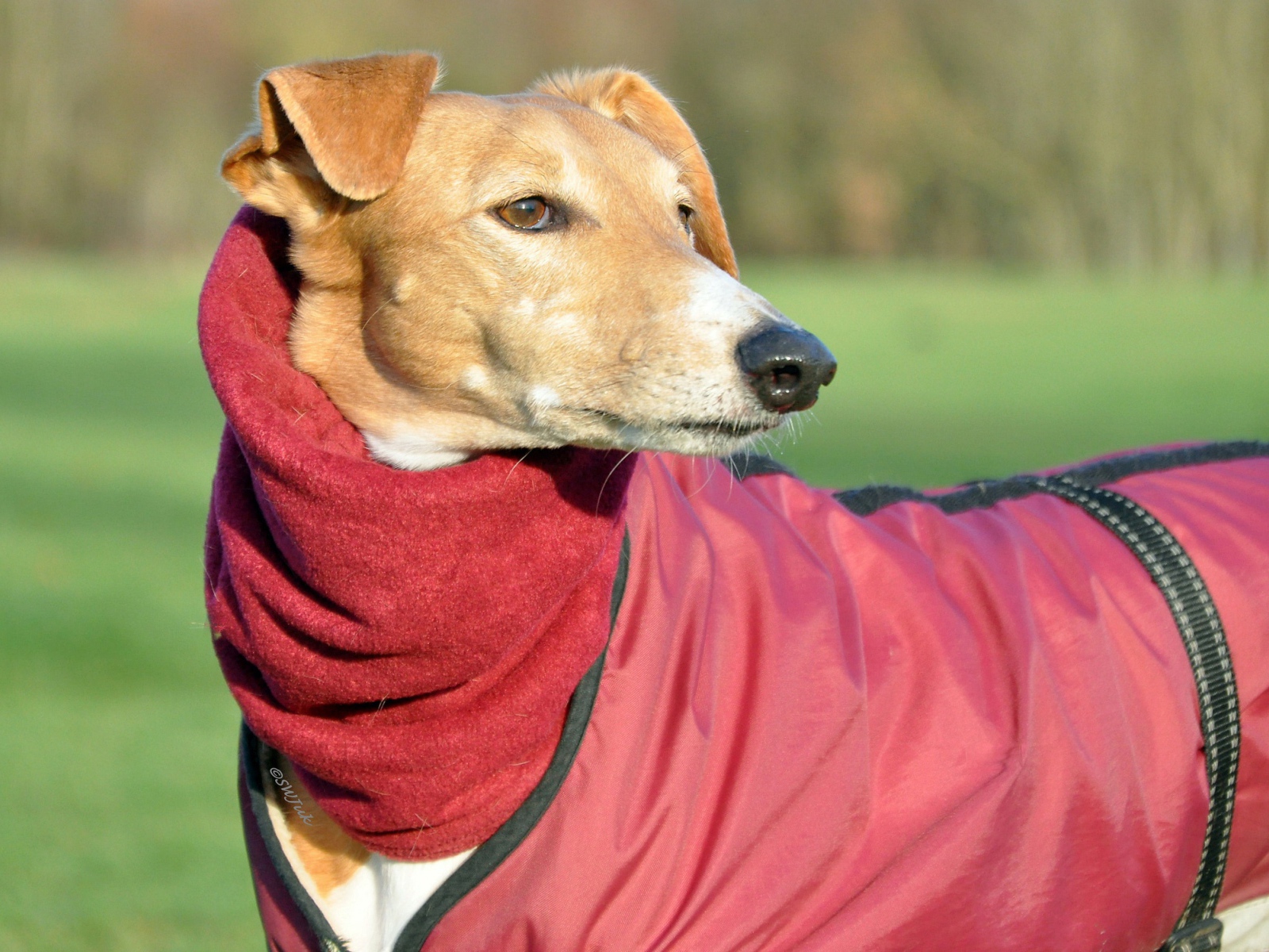 Пес салюки в теплом наряде