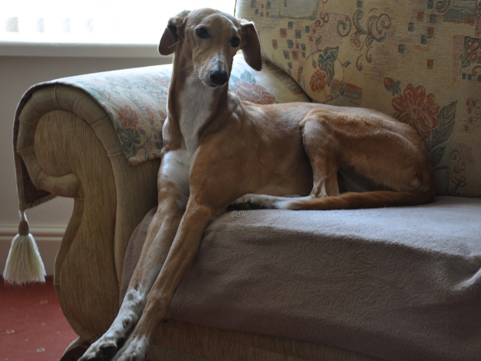 Собака салюки на диване