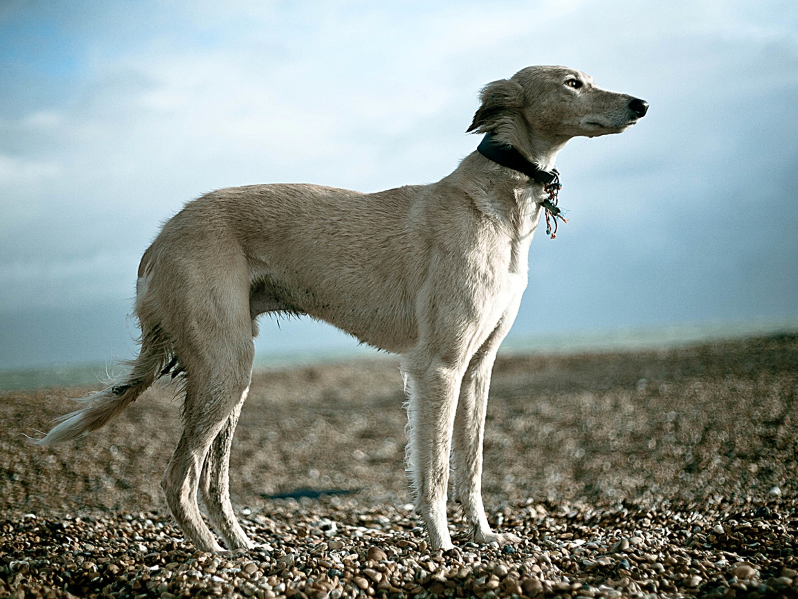 Салюки на гальке