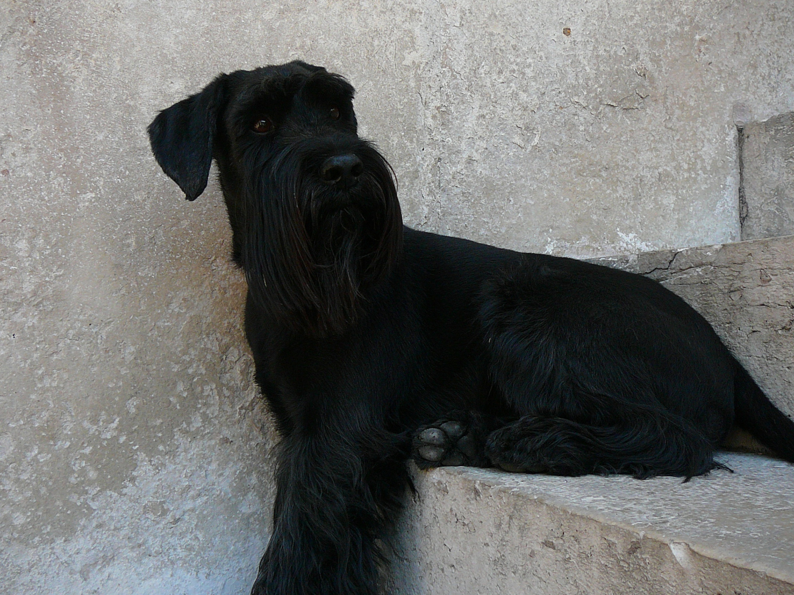 Шнауцер сидит на ступеньках