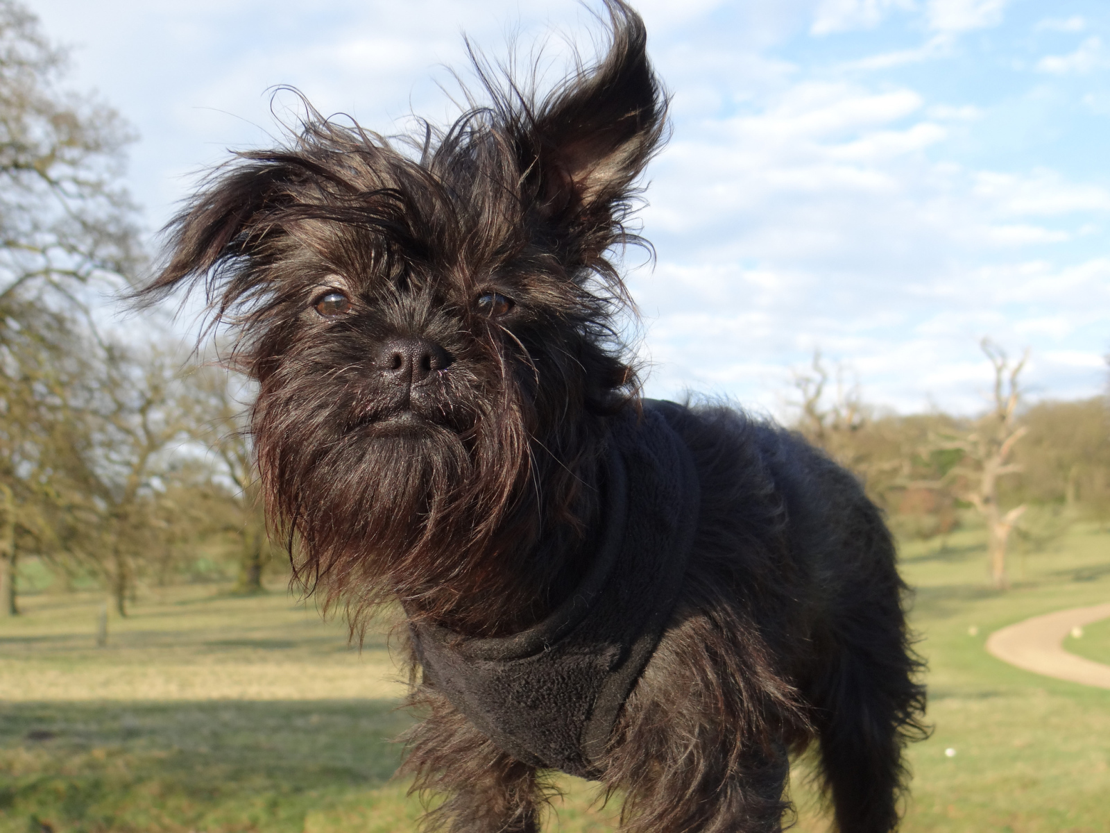 Лохматый пес аффенпинчер