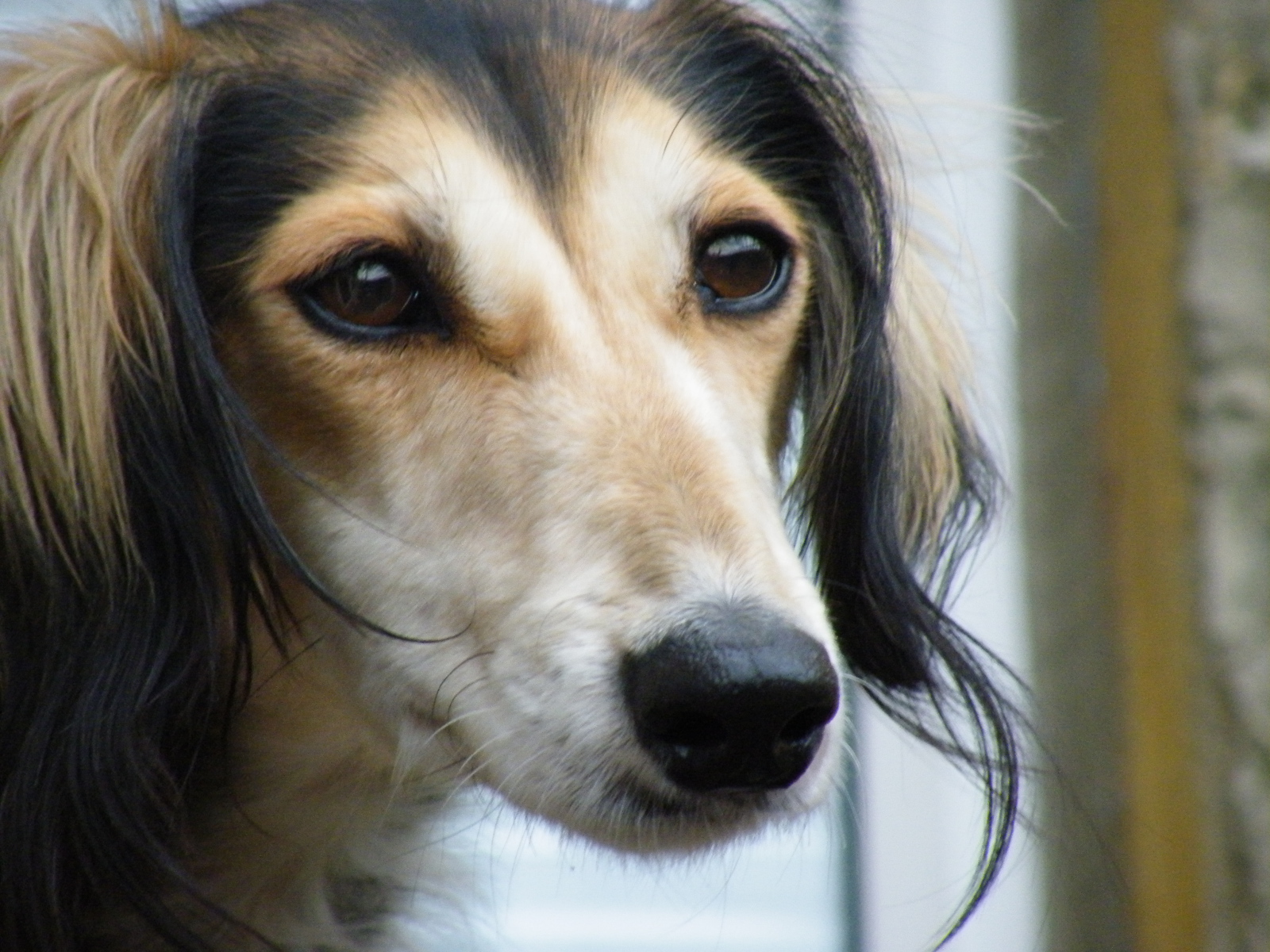 Лохматая собака салюки