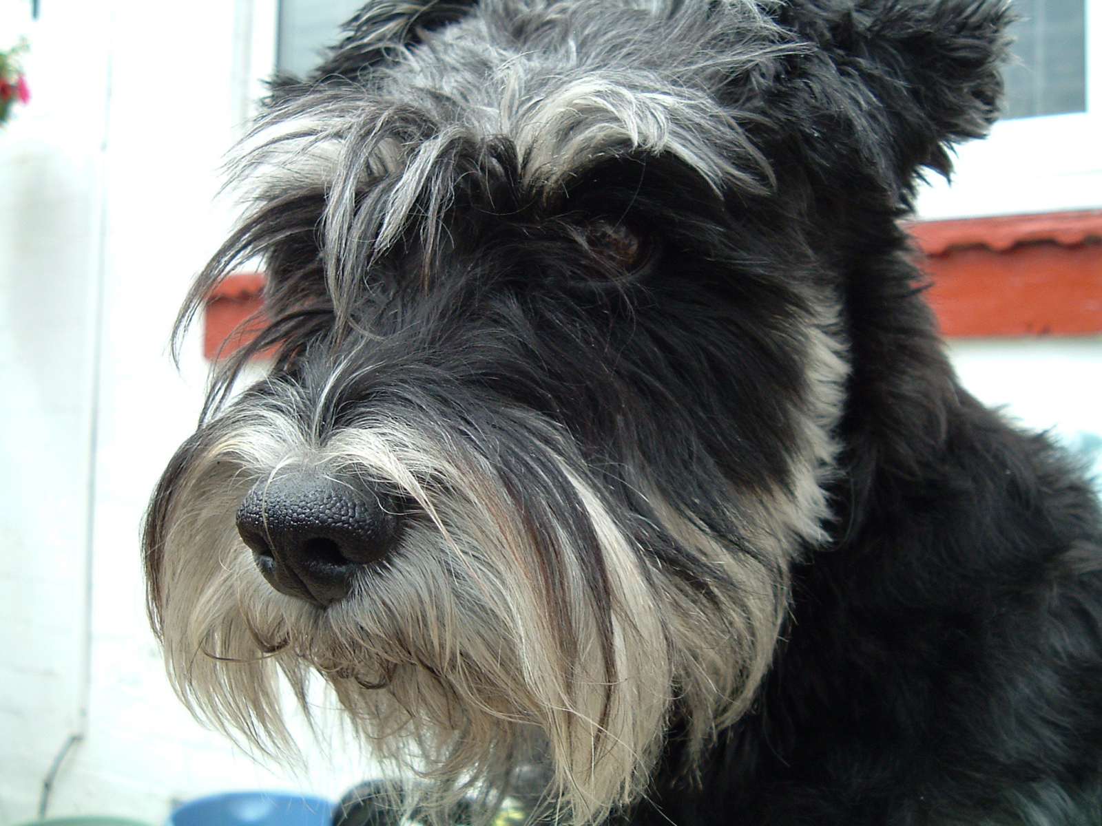 Лохматый пес шнауцер