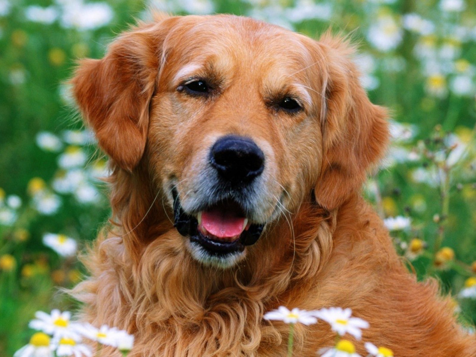 Лохматый золотой ретривер